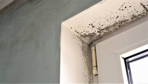 Best Mold Documentation for Insurance Claims  in Ripon, CA